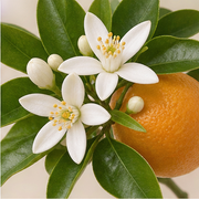 Orange Blossom fragrance note in Yves Saint Laurent Libre