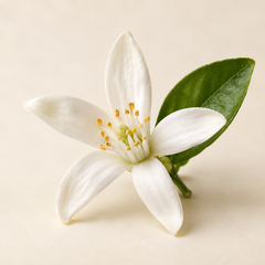 Orange blossom
