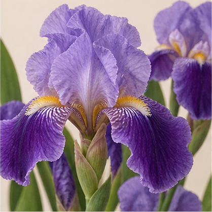 Iris fragrance note