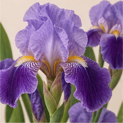 Iris
