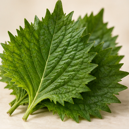 Shiso leaf fragrance note