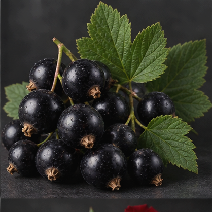 Blackcurrant fragrance note