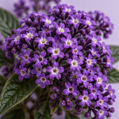 Heliotrope fragrance note