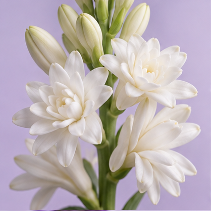 Tuberose fragrance note
