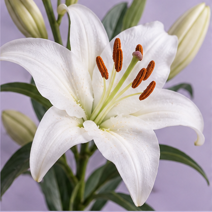White lily fragrance note