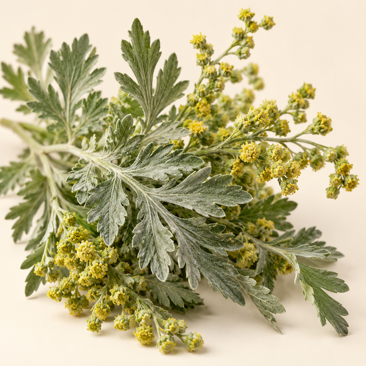 Absinthe fragrance note
