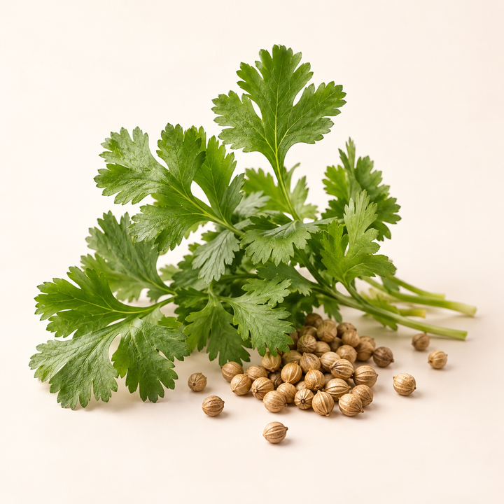 Coriander fragrance note