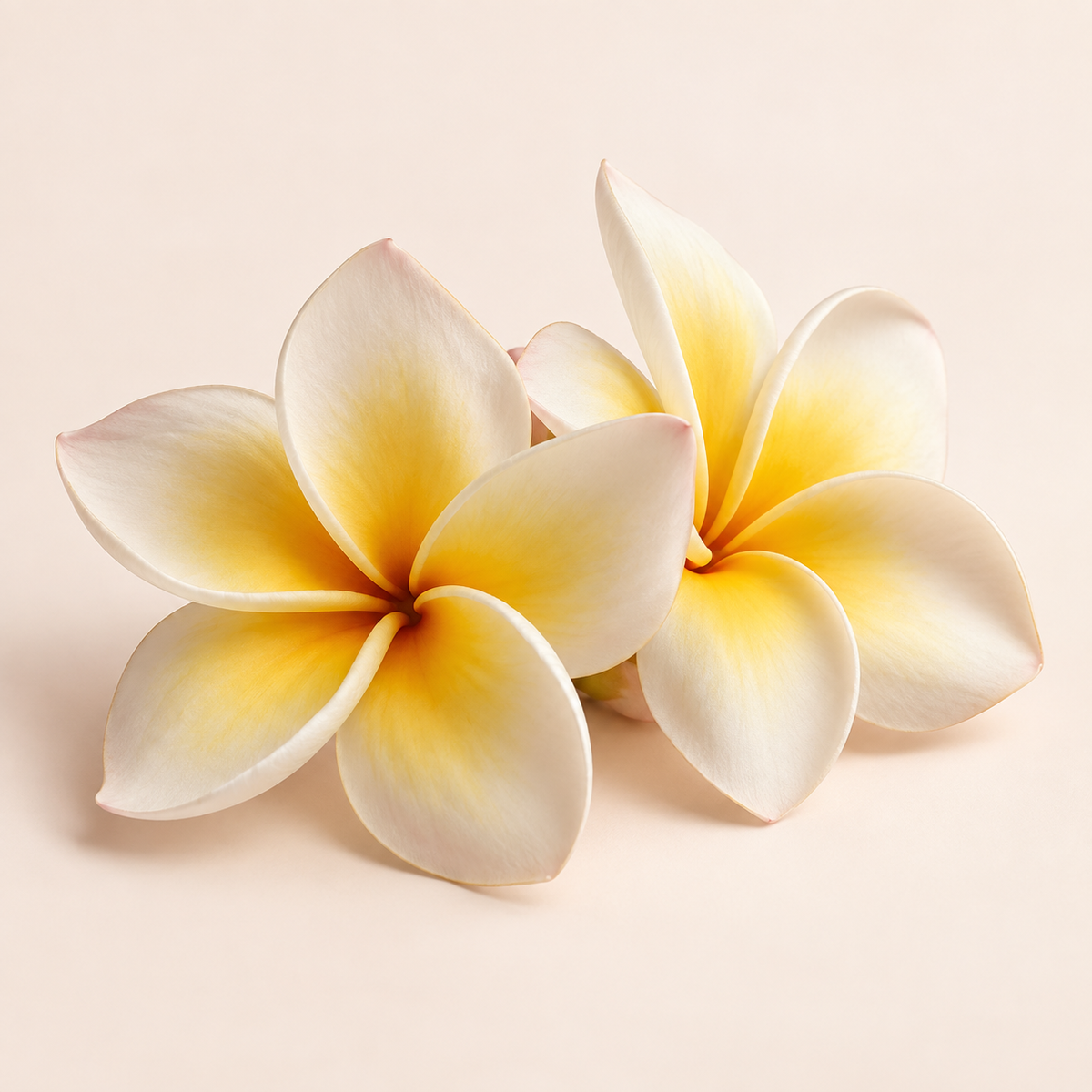 Frangipani fragrance note