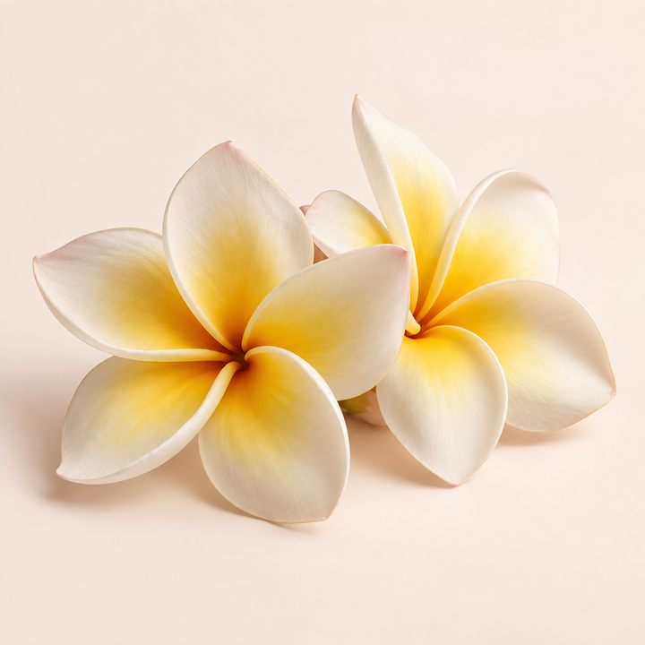 Frangipani fragrance note
