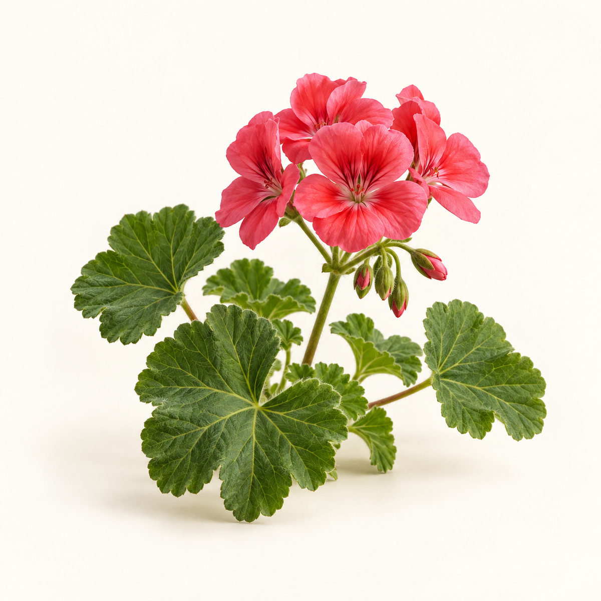 Geranium fragrance note
