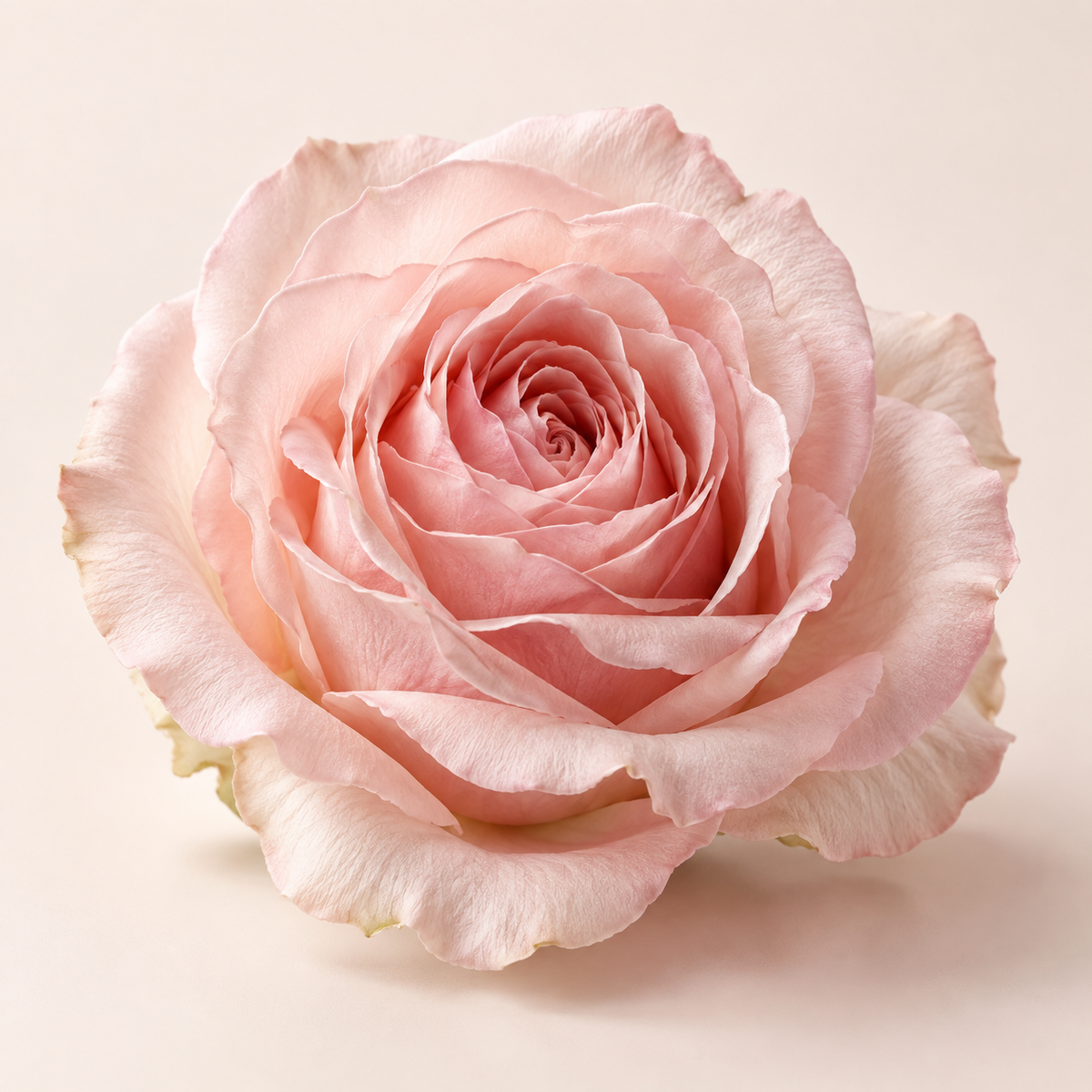May Rose fragrance note
