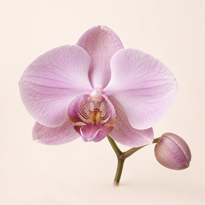 Orchid fragrance note