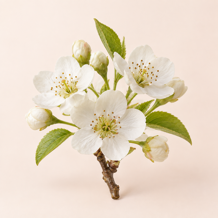 Pear Blossom fragrance note