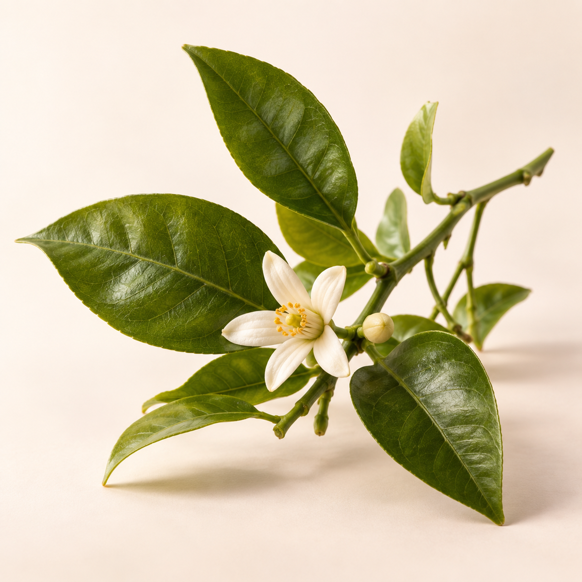Petitgrain fragrance note