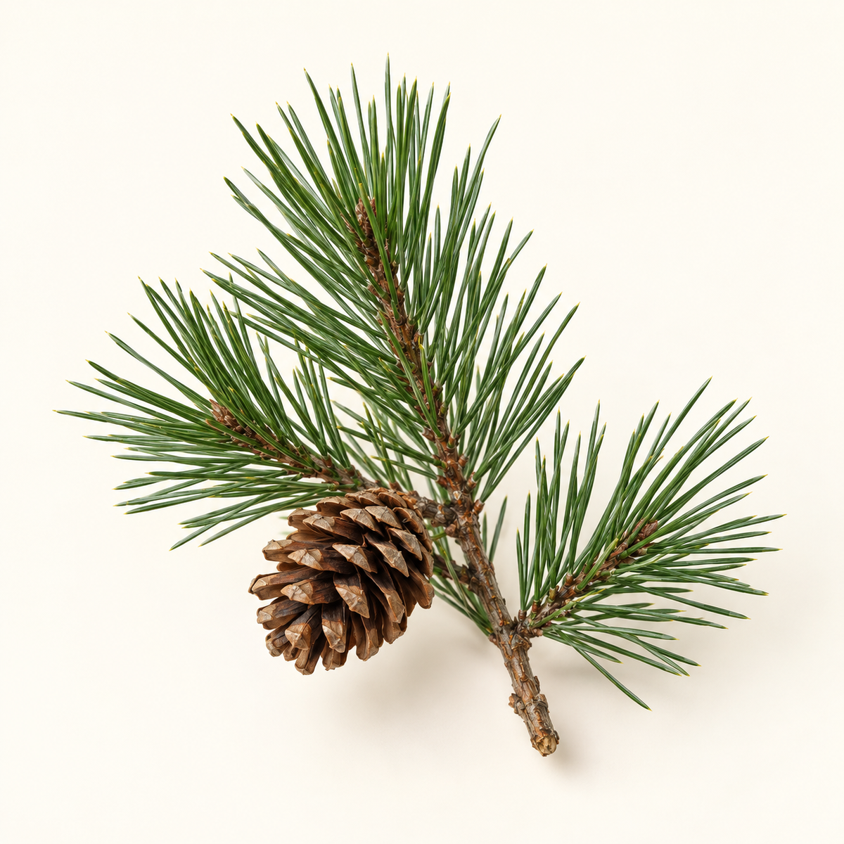 Pine fragrance note