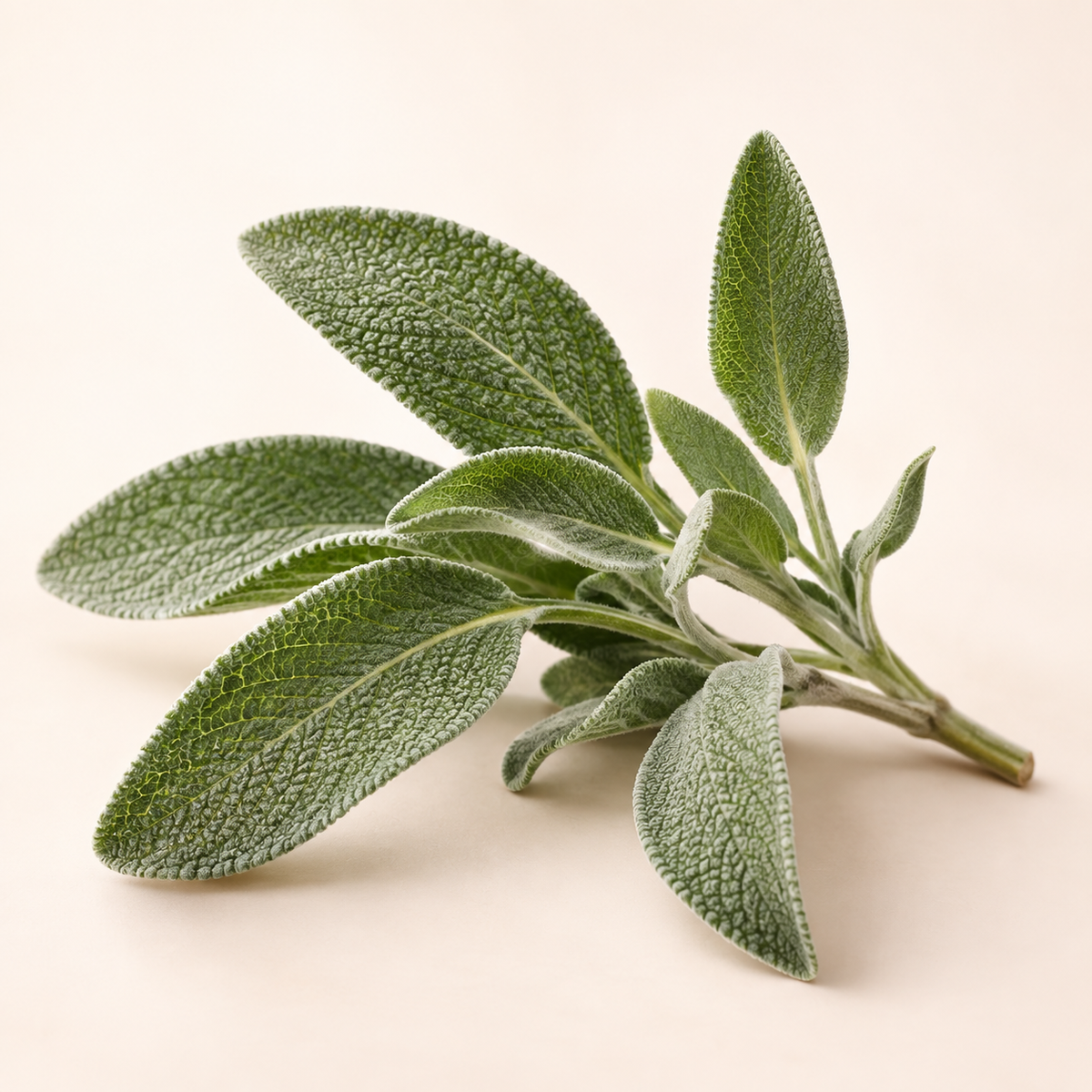 Sage fragrance note