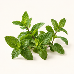 Spearmint