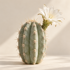 White Cactus