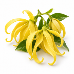 Ylang-Ylang